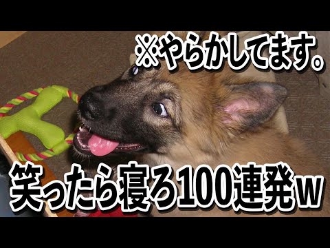 【ファッ？！→それはアカンてーww】ツッコミどころ満載なおもしろ犬動画100連発【笑ったら寝ろwww】 サムネイル