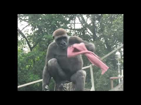 gorilla Tayari 14y11m old mom & son Jabali 5y2m old shorts… サムネイル
