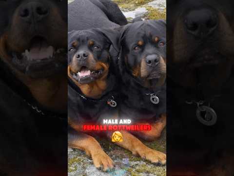 4 Key Differences Between Male and Female Rottweilers short… サムネイル