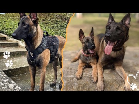 Your Belgian Malinois Is Trying to Tell You These 4 Things サムネイル