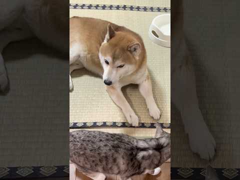 仲の悪い柴犬と保護猫　ShibaInu and cat 保護猫 しばいぬ 柴犬 サムネイル