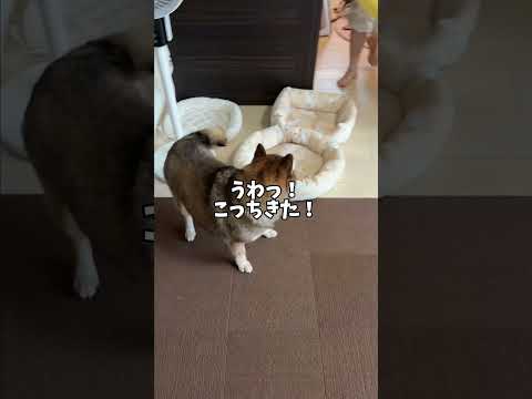 飼い主の奇行？に戦慄するシニア犬 サムネイル