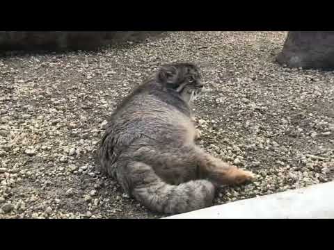 タビーさん🌈ゴロンゴロゴロン♪マヌルネコ　埼玉県こども動物自然公園にて　2021年11月27日 サムネイル