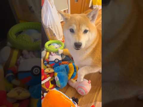 捨てさせない😂柴犬 チワワ shorts サムネイル