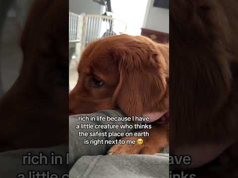 Humans best friend🥺 サムネイル