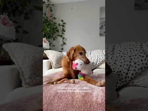 coming home to my golden retriever🥵goldenretreivers dog pup… サムネイル