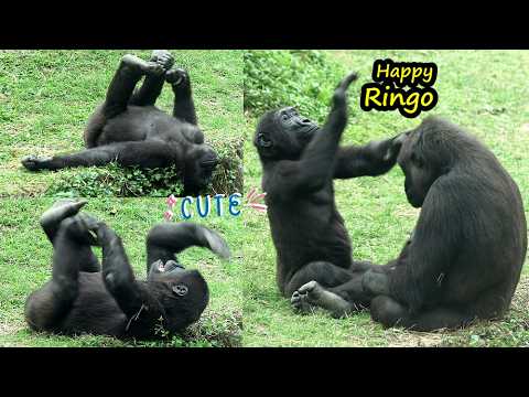adorable Gorilla Ringo made happy moves after interacting w… サムネイル