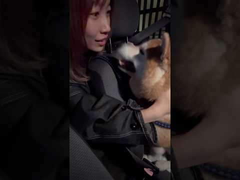 柴犬福 姉に新たなニックネームで呼ばれ2日ぶりの再会してる柴犬🤣Sis and Shiba🤣姉と柴shorts jap… サムネイル