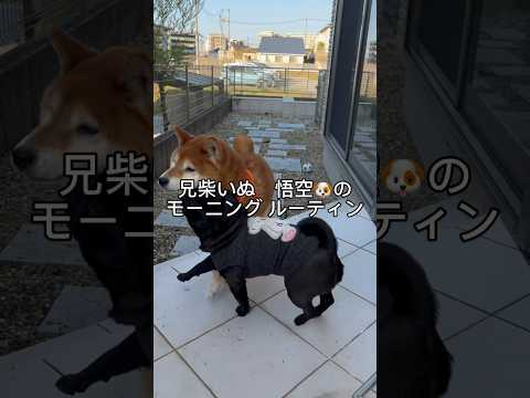 悟空のモーニングルーティン☀️ cutedog 柴犬 shibainu dog doggie routines dog… サムネイル