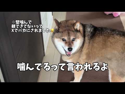 ひょっこり現れた柴犬その目的は・・・ サムネイル