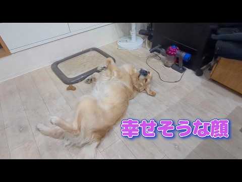 つまらなそうな顔から幸せそうな顔へ。ゴールデンレトリバーティト