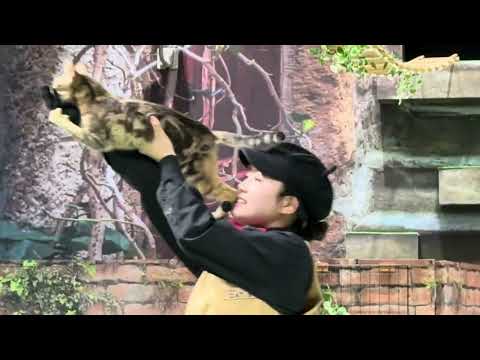 エースチャイ！！MCおねえさんデビュー戦！なかなか見れない猫によるショー ザ・キャッツ　那須どうぶつ王国にて　2026… サムネイル