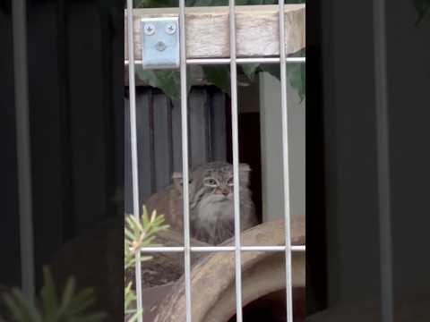 shorts あ！ミーニャちゃん帰らないでぇ〜〜💦　マヌルネコ　東山動植物園にて　2026年3月13日 サムネイル