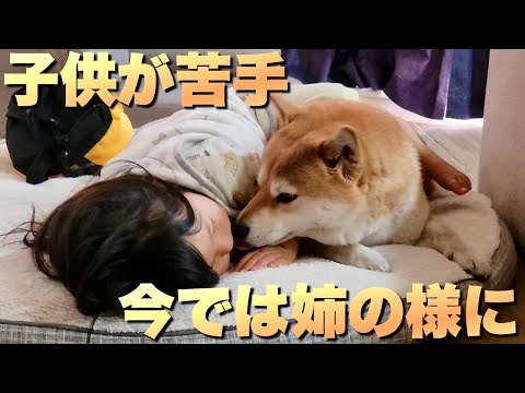 出産当時、娘の事が苦手だった柴犬。今は姉のように接する優しい柴犬 サムネイル