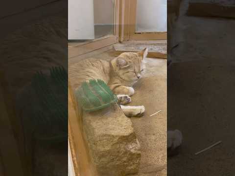 shorts ネムネムアミーラちゃん　スナネコ　埼玉県こども動物自然公園にて　2026年5月31日 サムネイル