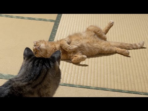 台風の日なにしてた？ A Day with a Typhoon