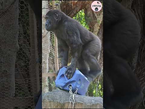 Gorilla standing on the barrel gorillatag taipeizoo 金剛猩猩 台北…