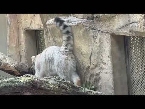 どうやらバックヤードでナゴムくんを収納する準備しているみたいです〜　マヌルネコ　那須どうぶつ王国にて　2026年3月2… サムネイル