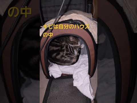 深夜のビスとイロハ+生後4か月のキビ　 goldenretriever goldenretreiver doglife… サムネイル