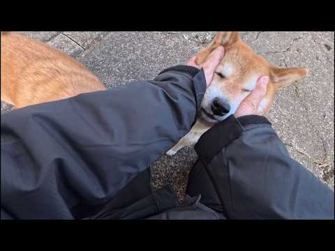 自分も両手でワシワシして貰いたかったらしいココさん サムネイル