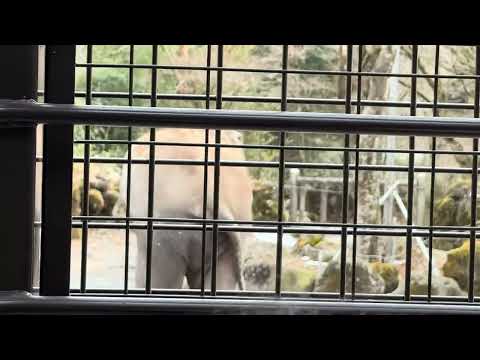 ノリの良いゾウ🐘　スーパージャングルバスに乗ったヨ！　富士サファリパークにて　2026年２月20日