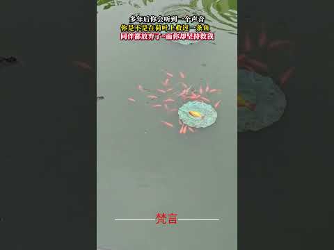 多年後你會聽到一個聲音 你是不是在荷葉上救過一條魚 善良 正能量 kindness good shorts サムネイル