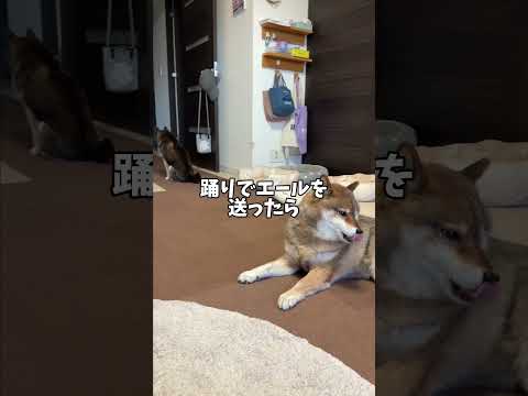同居犬を元気づけようとした柴犬でしたが… サムネイル