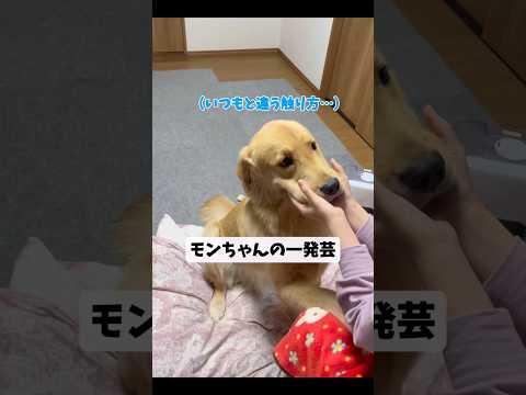 モンちゃんの一発芸#ゴールデンレトリバー #goldenretriever サムネイル