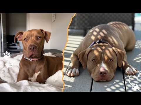 Pit Bulls Are Strong, But Their Loyalty Is Stronger サムネイル