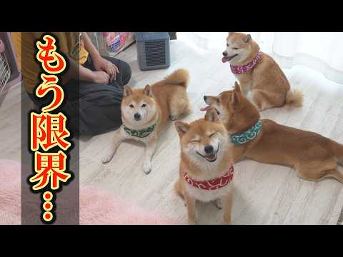 外の暑さに耐えきれず家の中に戻ると、仲良く冷風機にあたりながら眠る柴犬が可愛すぎました。