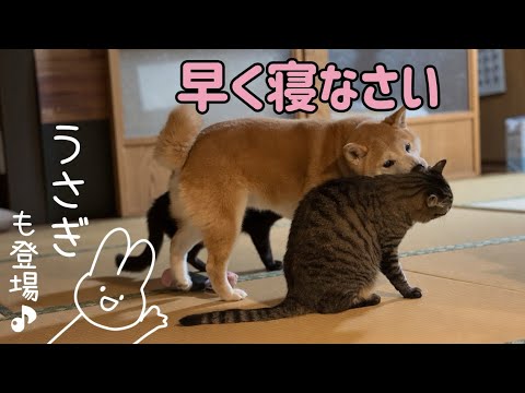 世話焼きももと猫達のドタバタな夜  Momo’s Busy Night with the Cats サムネイル