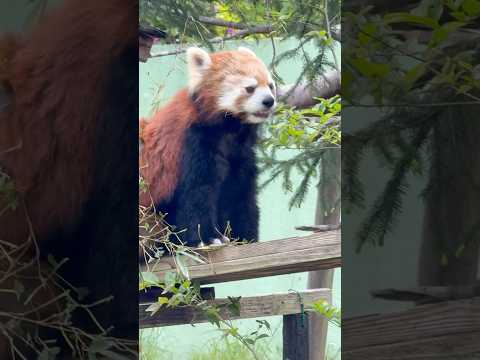 shorts モグモグ していたタイヨウくん　レッサーパンダ　千葉市動物公園にて　2026年4月18日 サムネイル