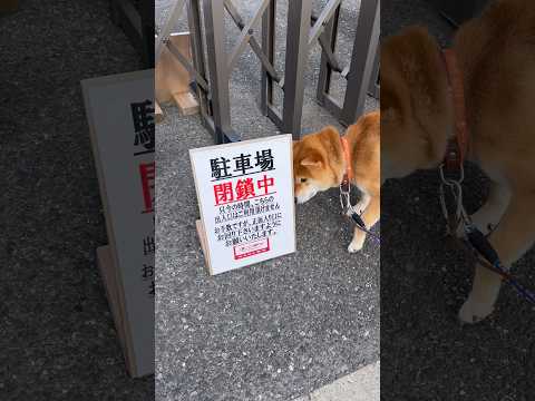 柴犬とん君は、日本語が読めている？　柴犬　柴犬とん サムネイル