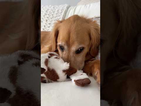 coming home to my golden retriever🥵goldenretreivers dog pup… サムネイル