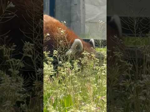 shorts プチプチと円実ちゃんが草を食む音が🤭　レッサーパンダ　大森山動物園にて　2026年4月29日 サムネイル