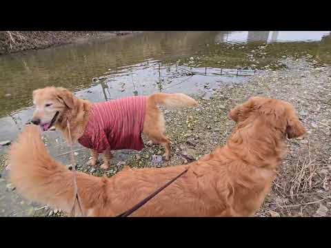 昔に遊んだ場所は覚えているのかもしれないゴールデンレトリバーの８歳 サムネイル