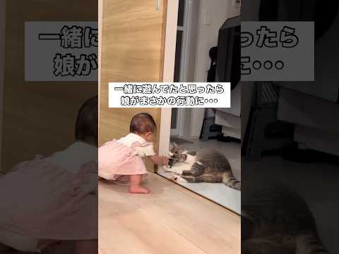 ふたりで仲良く遊んでるところを何気なく撮ってたら奇跡の瞬間をカメラに収めることに成功しました 猫 赤ちゃん スコティッ…