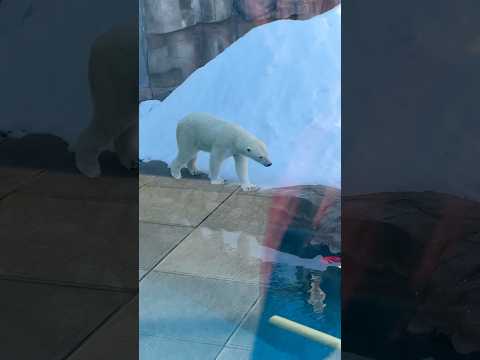 shorts ホッキョクグマのゆめちゃん　王子動物園　2025年12月27日 サムネイル