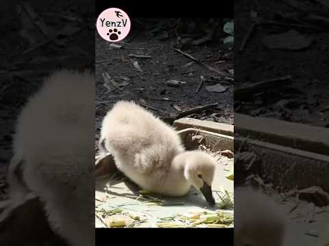 鵝寶寶小摔跤好可愛😆 黑天鵝  taipeizoo 台北市立動物園 cuteanimals cutebaby shor…