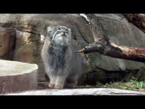 アブちゃん バックヤードのナゴムくんは標的🤭⁈ マヌルネコ　那須どうぶつ王国にて　2026年2月27日 サムネイル