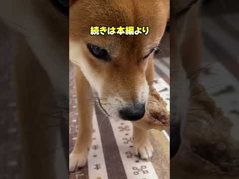 でっかいチキンにかぶりつく 神戸 柴犬 shiba shibainu 癒し サムネイル