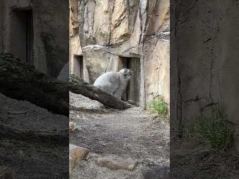 shorts ナゴムくん アブちゃん見えた☺️？　マヌルネコ　那須どうぶつ王国にて　2026年4月11日