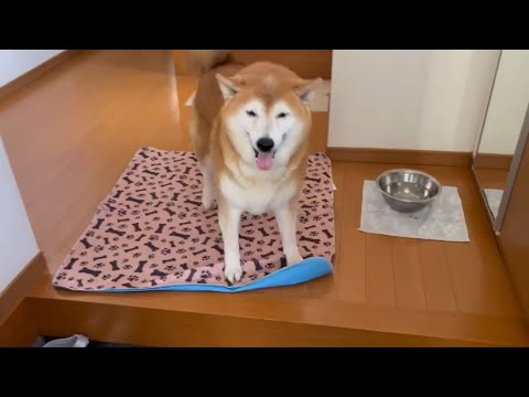 柴犬福 母とおばあさんを出迎える柴犬🤣Mother's boy🤣