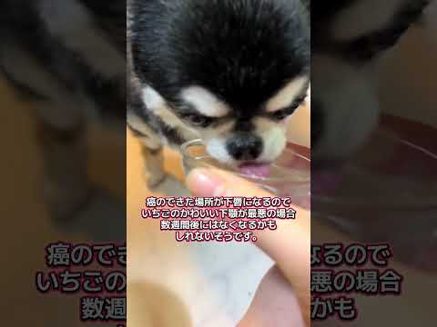 悲しい報告をするチワワのいちご サムネイル