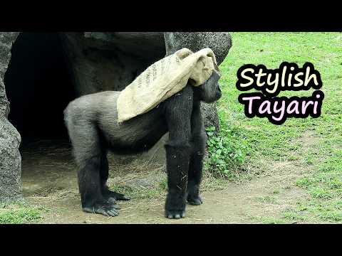 Gorilla Tayari's stylish outfit so cute, Ringo,Jabali fun p… サムネイル