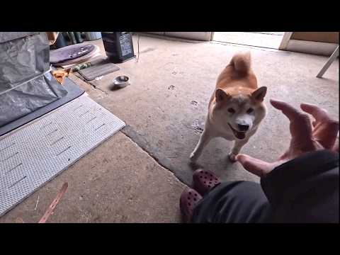 2026年3月7日(土) カンフーごっこに付き合ってくれるモモさん