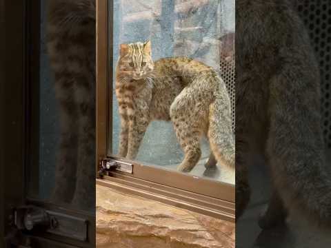 shorts ヤンノカポーズでフリーズするアンズちゃん🤭　アムールヤマネコ　那須どうぶつ王国にて　2026年4月11日 サムネイル