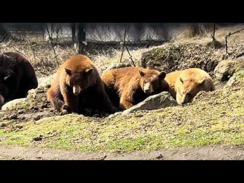 ジャングルバスに乗りました〜　富士サファリパーク　2026年2月20日 サムネイル