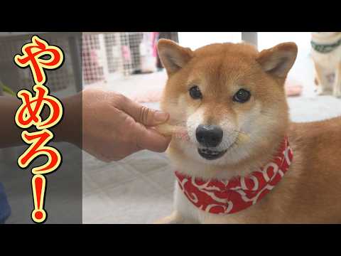 【爆笑】おもちゃを片付けようとすると、静かに抵抗し続ける柴犬が可愛すぎました。 サムネイル