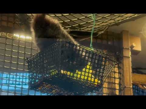 オガサワラオオコウモリさん お食事中〜　上野動物園にて　2026年2月6日 サムネイル